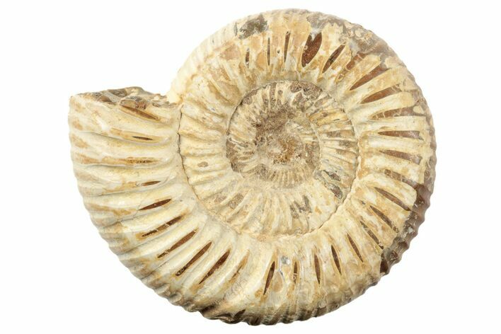 1 3/4" Polished Perisphinctes Ammonite Fossils - Madagascar - Photo 1